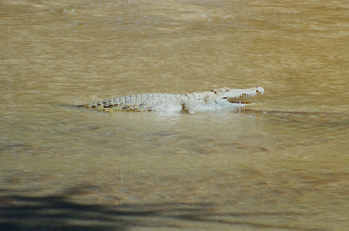 Photo of Crocodylus niloticus