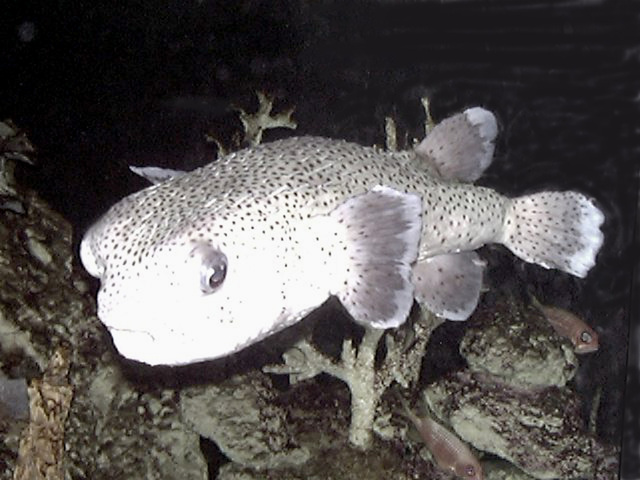 Balloon 18 Shape Puffer Fish