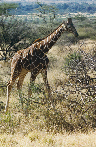 Giraffa camelopardalis