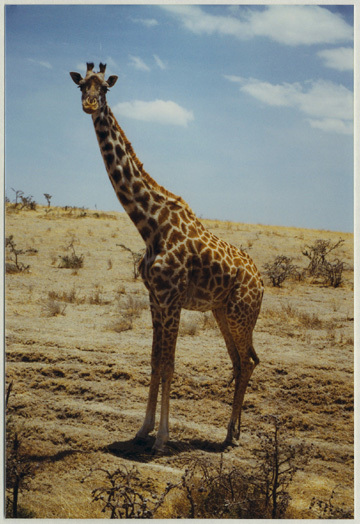 Giraffa camelopardalis