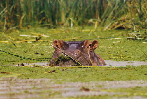 Hippopotamus amphibius