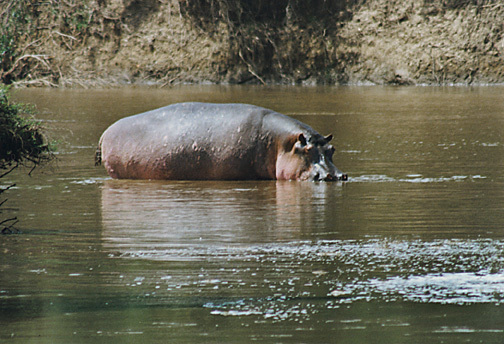 ADW: Hippopotamus amphibius: INFORMATION