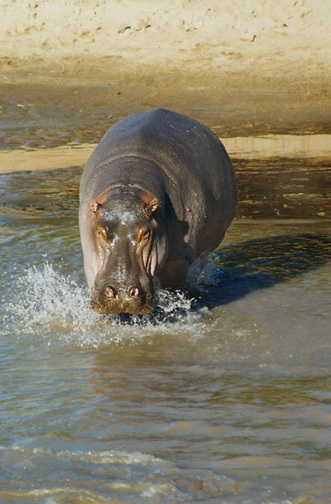 Hippopotamidae