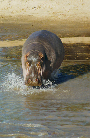 ADW: Hippopotamus amphibius: INFORMATION