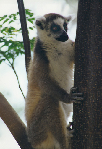 lemur_catta5