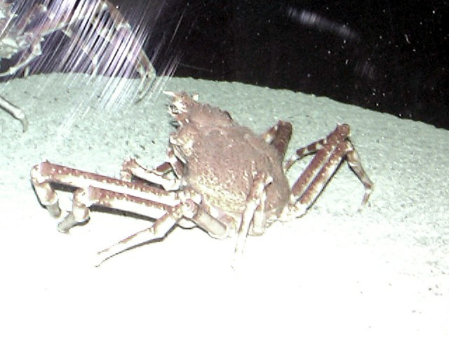japanese spider crab eating