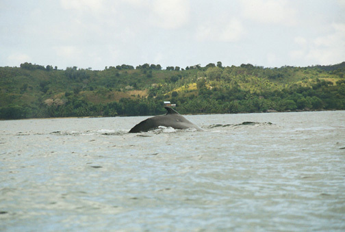 Balaenopteridae