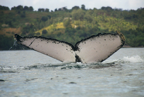 Balaenopteridae