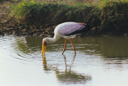 Ciconiiformes