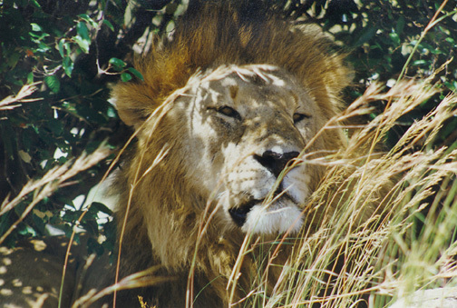 Panthera leo