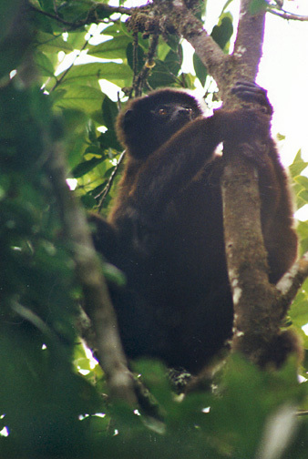 Propithecus edwardsi