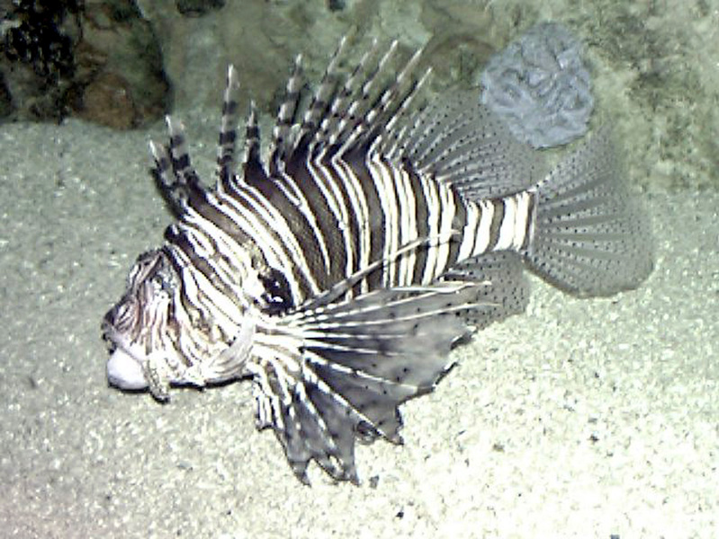 Pterois