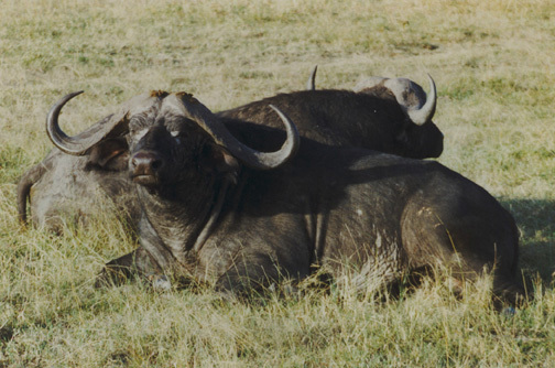 Buffalo Animal Facts  Syncerus caffer - A-Z Animals