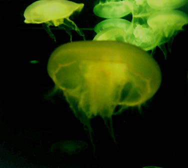 jellyfish planula