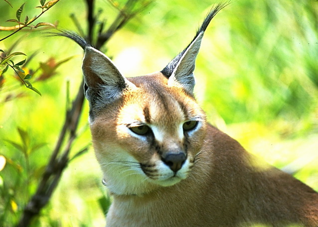 ADW: Caracal caracal: INFORMATION