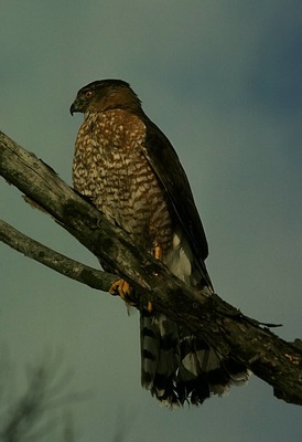 Falconiformes