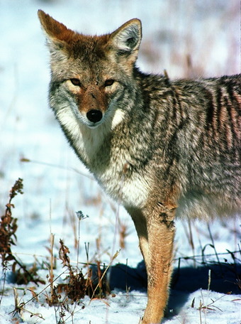 Canis latrans