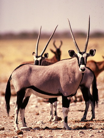 ADW: Oryx gazella: INFORMATION