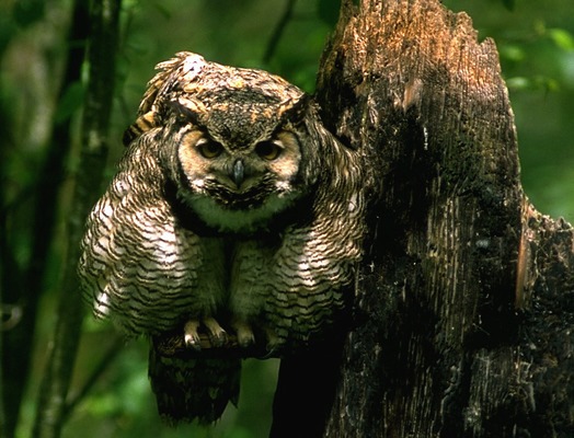 greathorned_owl
