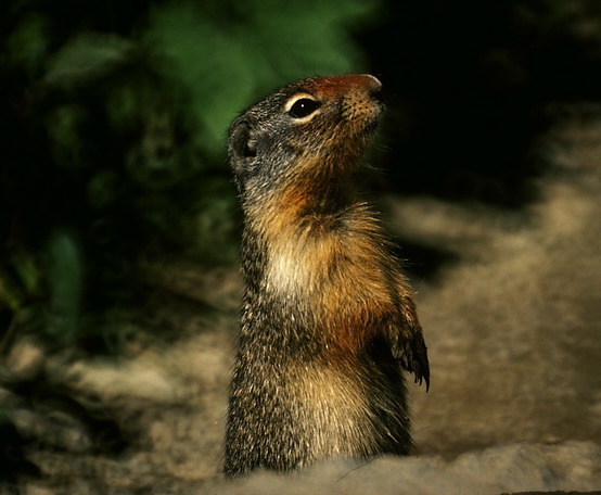 Spermophilus columbianus