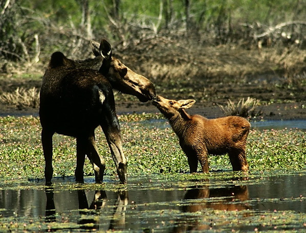 Alces americanus