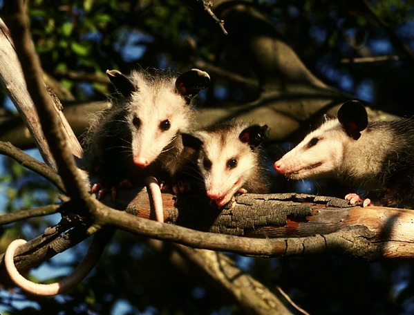 Didelphis virginiana