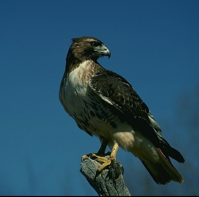 Buteo jamaicensis