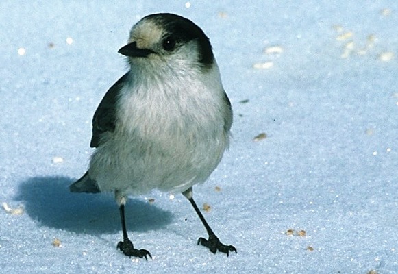 Perisoreus canadensis