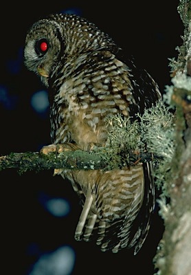 spotted_owl