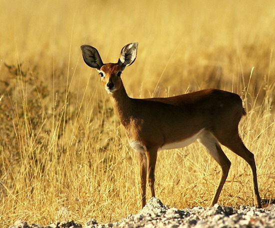 Raphicerus campestris