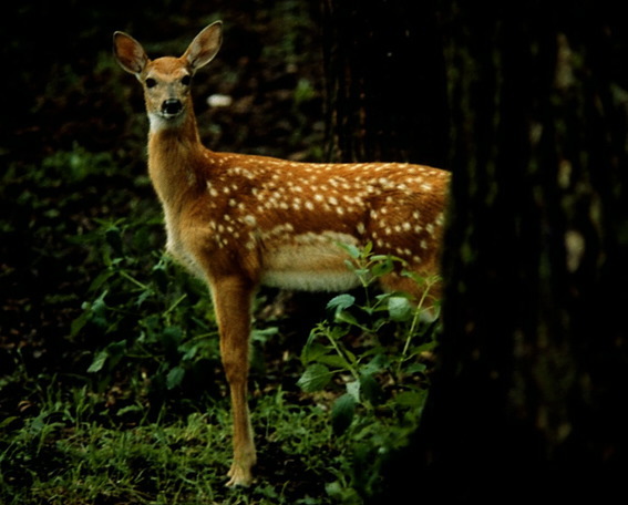 ADW: Odocoileus Virginianus: PICTURES