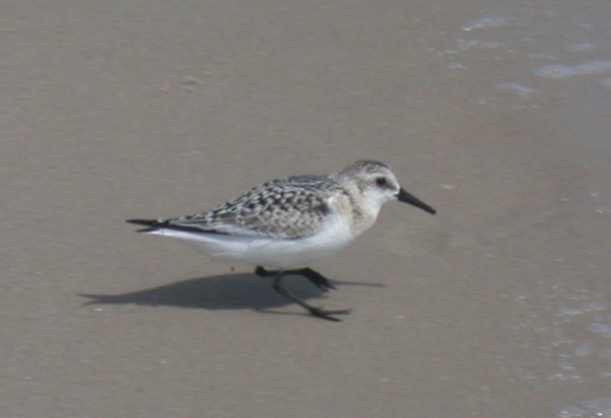 Calidris