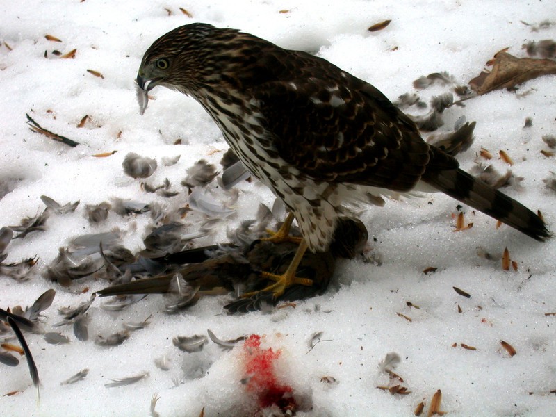 Accipiter cooperii