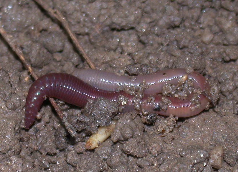 earthworm