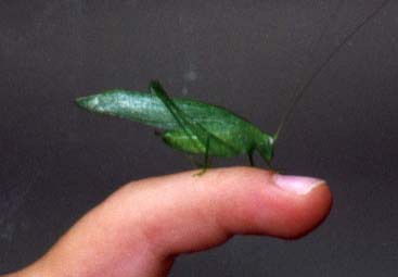 Tettigoniidae