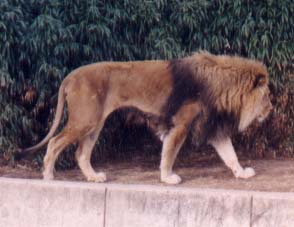 Panthera leo