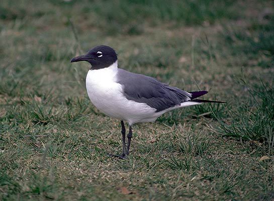 Larus atricilla