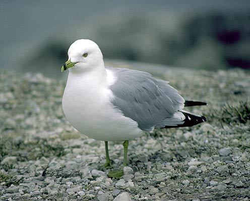 Charadriiformes