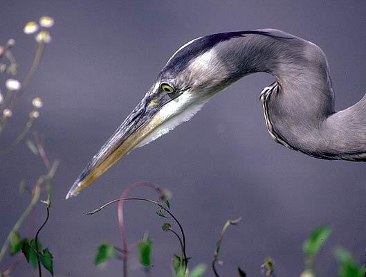 Ardea herodias