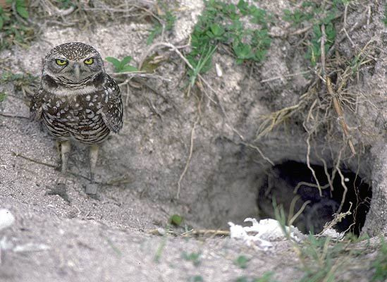 Athene cunicularia