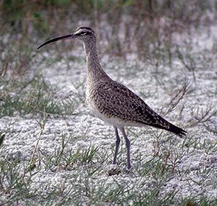 Numenius phaeopus