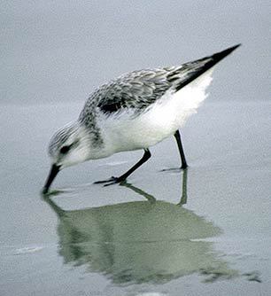 Calidris alba