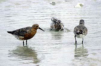 Calidris canutus