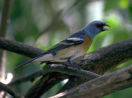 Passerina amoena