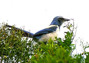 Scrub Jay (Aphelocoma coerulescens)