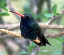 Trochilidae