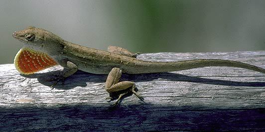 how to care for green anole eggs