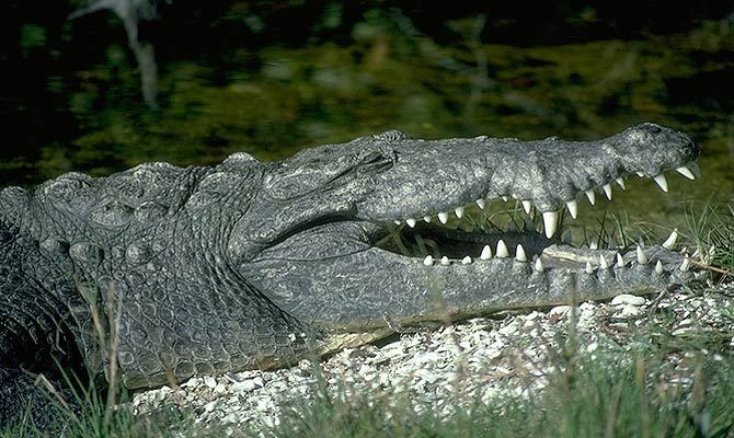 Crocodylus