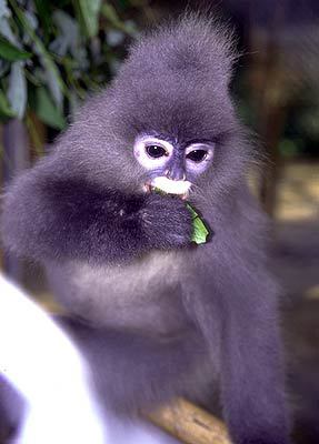 Dusky Leaf Monkey suckling baby - Bird Ecology Study Group