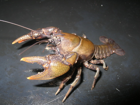 Cambarus